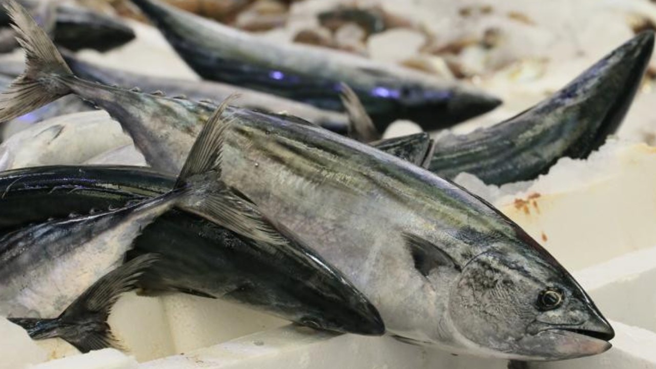 Son 19 yılın en yükseği: Palamut rekor kırdı!