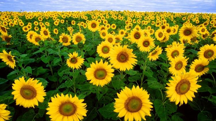 Son 50 yılın en yüksek verimi planlanıyor