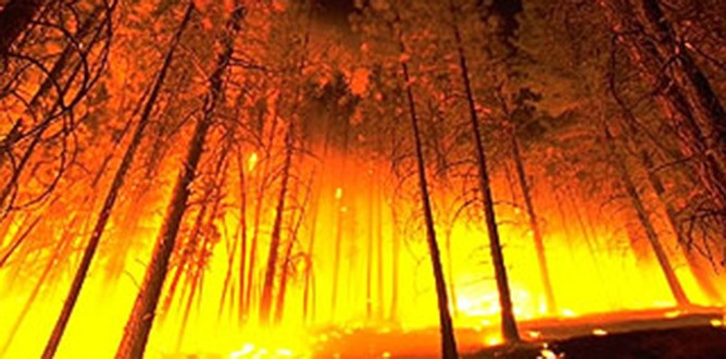 Son 64 yılın en büyük orman yangını