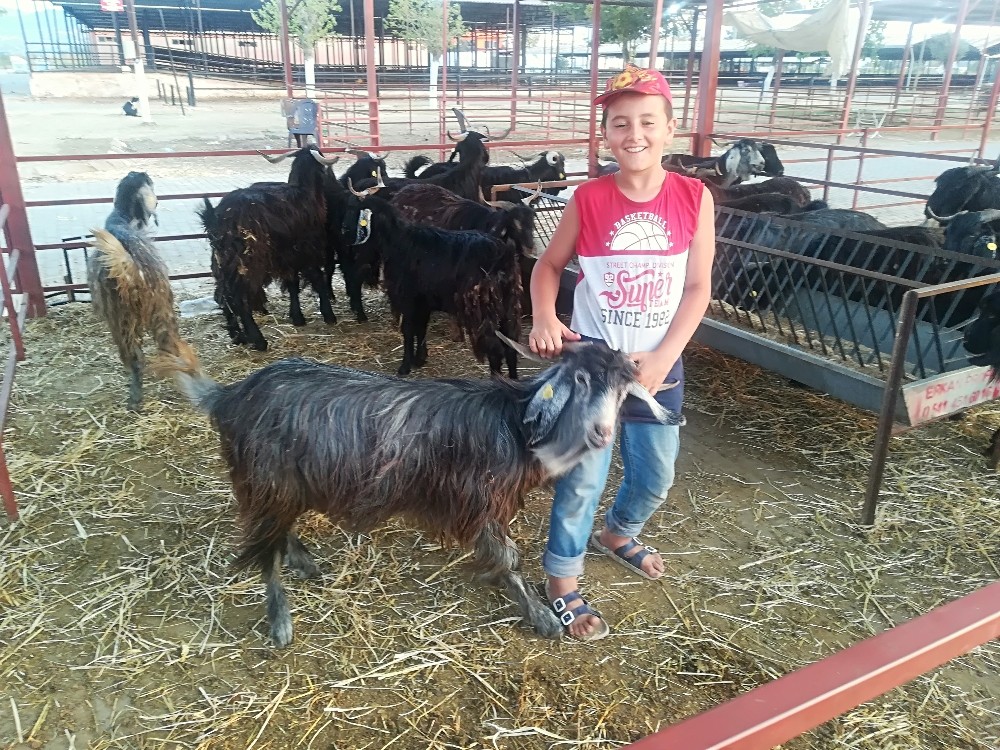 Son ana kadar müşteri beklediler, kurbanlıkları satamadılar 