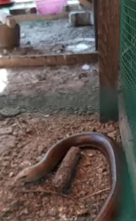 Son derece zararsız ama görenler yılan zannedip öldürüyor 