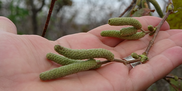 Son dönemlerde bu kadarı olmamıştı! Fındık üretiminde korkutan tablo