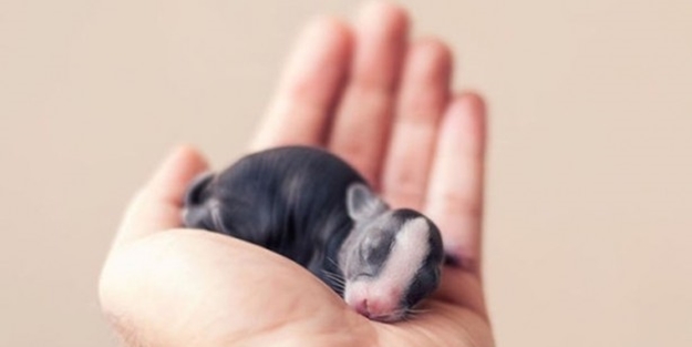 Son haline bayılacaksınız - FOTO