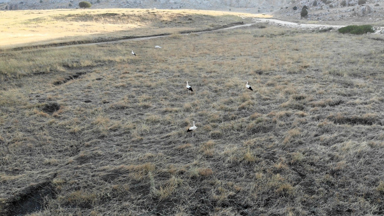 Son leylek kafilesi Söğüt Yaylası'na veda etti