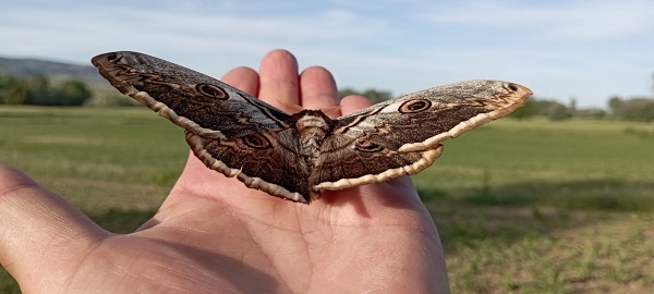 Son zamanlarda sıkça görüntülenmeye başladı