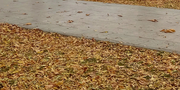 Sonbahar yapraklarının süpürülmesi yasaklandı! Bakın neden?