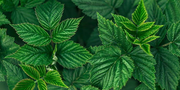 Sonbahar yorgunluğuna iyi gelen şifalı bitkiler