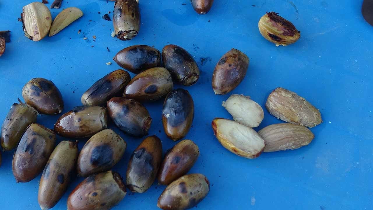 Sonbaharın bereketi kış sofralarına taştı! Doğu’nun kestanesi palamuda büyük ilgi