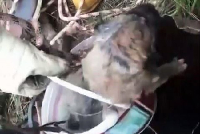 Sondaj kuyusuna düşen yavru köpek kurtarıldı 
