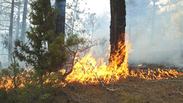 Söndürülmemiş izmaritler 8 bin 420 yangına neden oldu