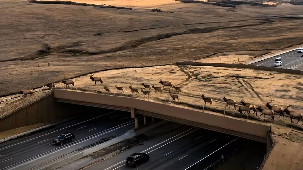 Sonucuna çok şaşıracaksınız! Hayvanlar için otoyolun üzerine dev köprü yaptılar