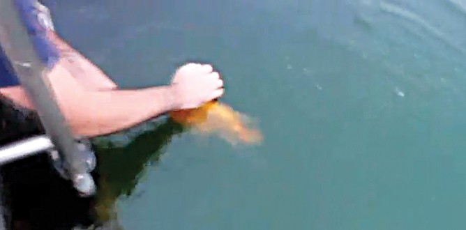 Sonunda balığı da eğittiler