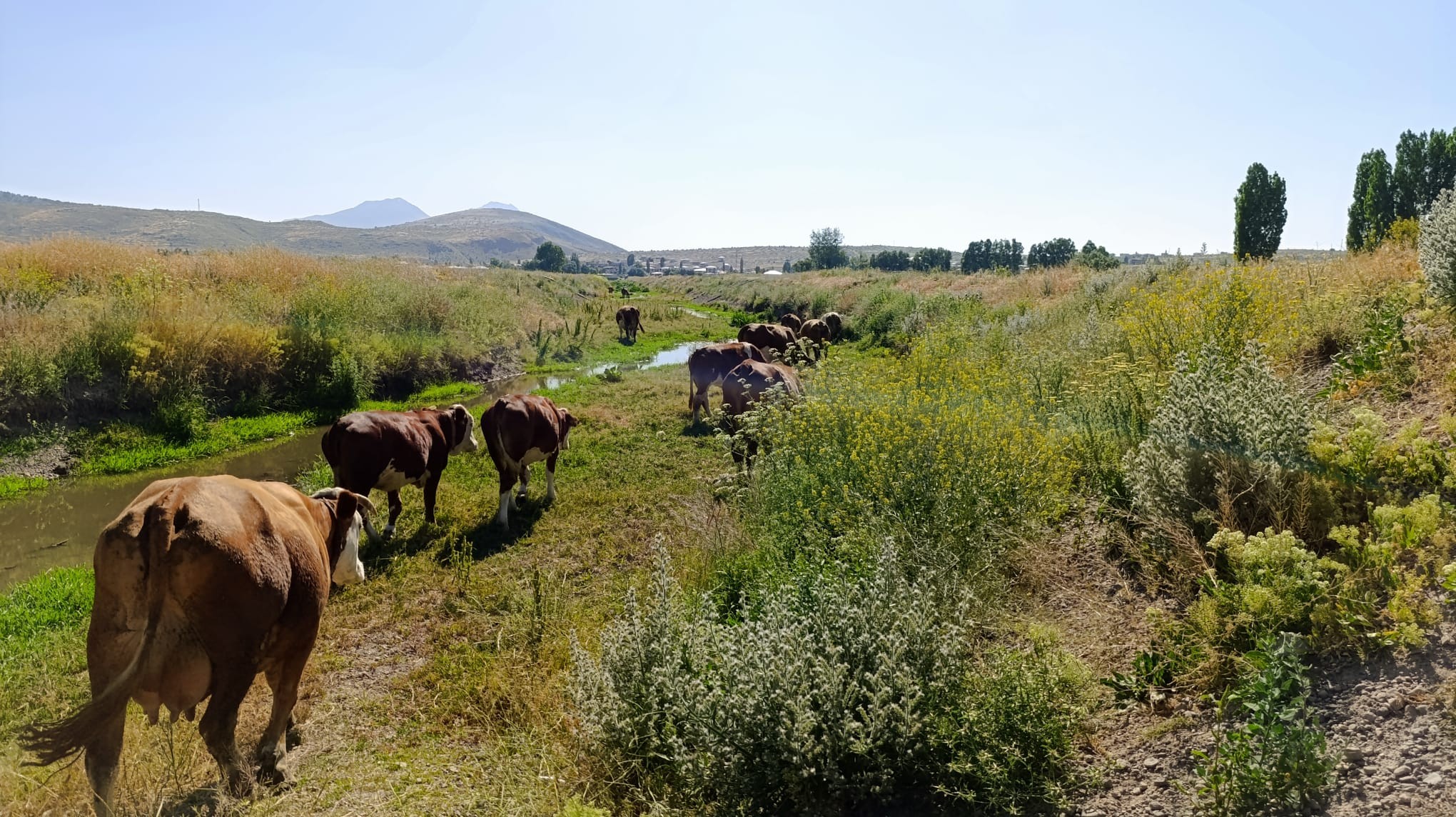 Sonunda bu da oldu! Hayvanlar kimyasal kanalizasyon suyu içiyor