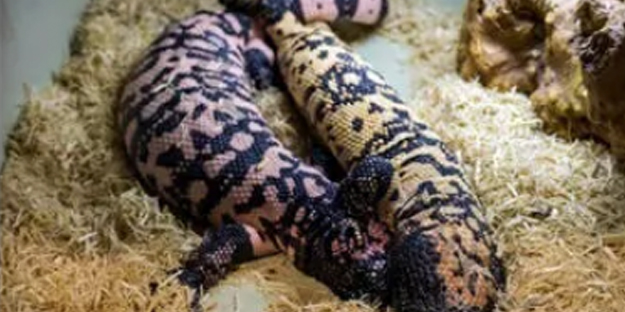 Sonunda bu da oldu! Hiç görülmemiş şey: İnternetten ‘canavar’ satıyorlar...