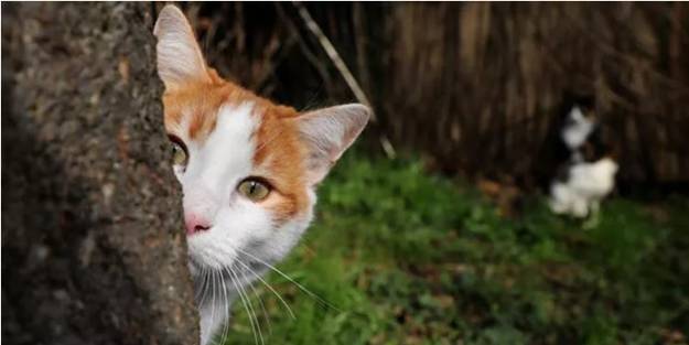 Sonunda bu da oldu! O ülkede kedilere sokağa çıkma yasağı