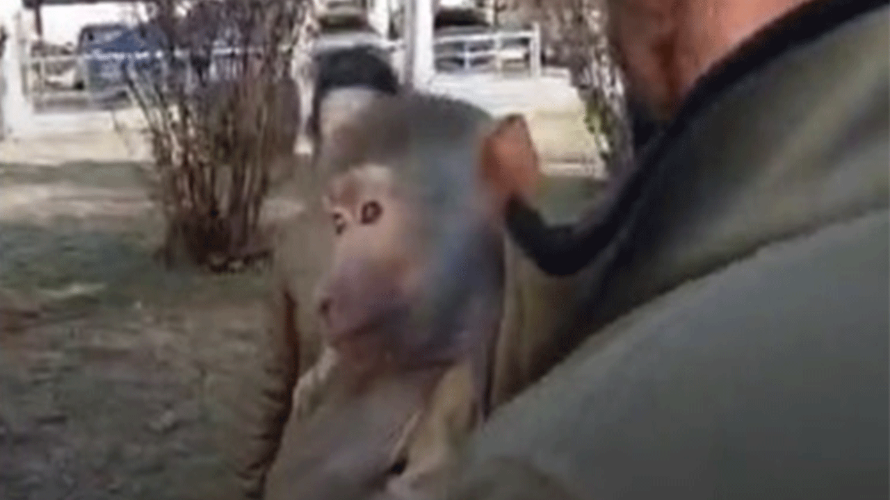 Sonunda bu da oldu: Vatandaş yolda yürürken maymun buldu!