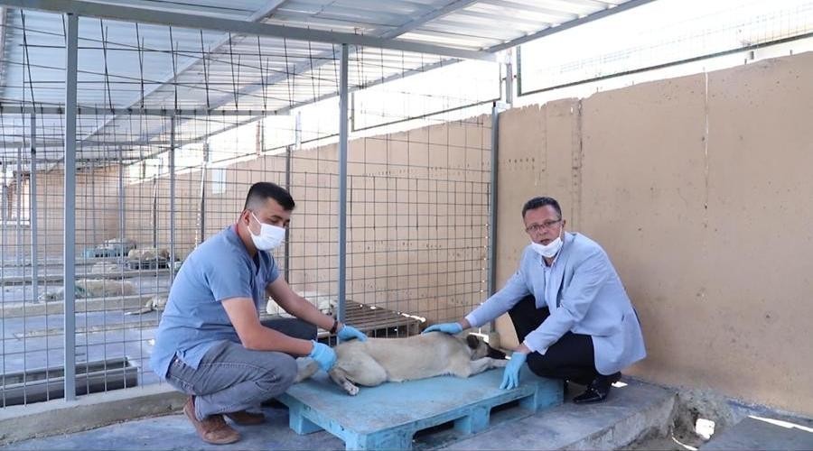 Sopayla dövülen köpeğe Başkan Öküzcüoğlu sahip çıktı 
