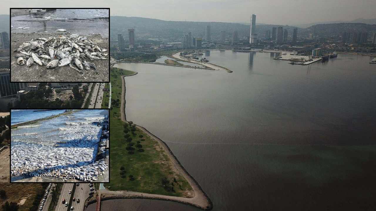 Sorumlu CHP’li İzmir Büyükşehir Belediyesi! Körfezdeki kirlilik ve balık ölümlerine soruşturma