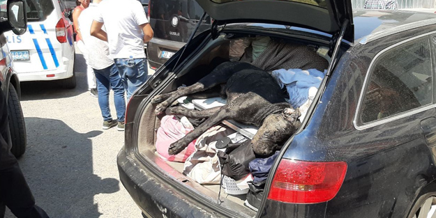 Sorumsuzluk can aldı! Sıcakta araçta bıraktıkları köpek öldü