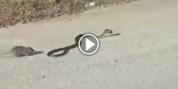 Sosyal medya bu fareyi konuşuyor!