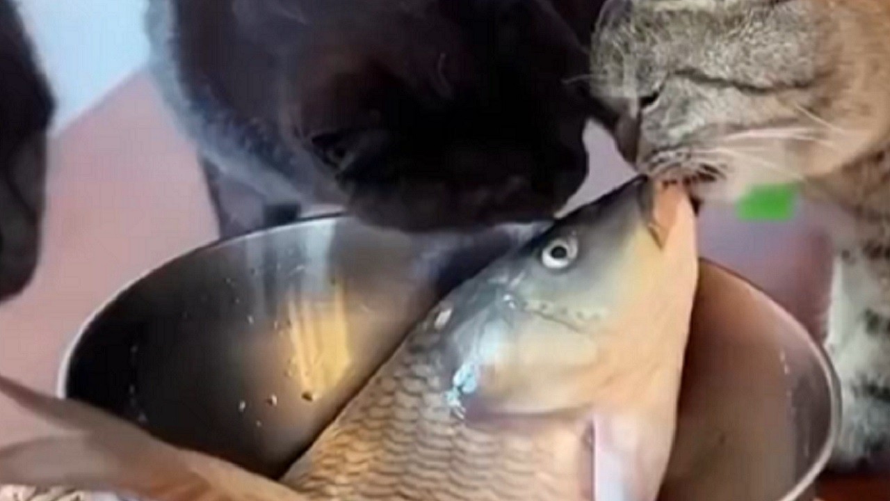 Sosyal medya bu görüntüleri konuşuyor! Kedinin suni teneffüs yaptığı balık canlandı