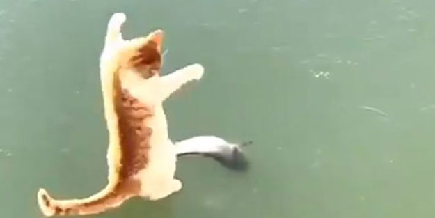 Sosyal medya bu kediyi konuşuyor! İzlenme rekorları kırdı