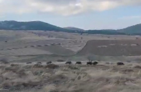 Sosyal medya bu videoyu konuşuyor! Orman memurlarının domuz sürüsü ile mücadelesi