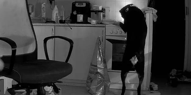 Sosyal medya bunu konuşuyor! Ocağı yakan köpek mutfakta yangın çıkardı