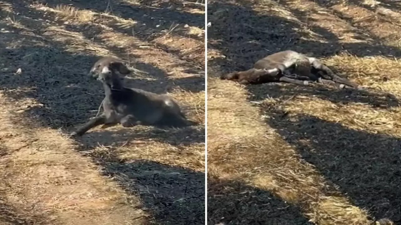“Sosyal medya” manyaklığı bunu da yaptırdı! Çekim yapacağım diye zavallı eşeğin can vermesini böyle izledi