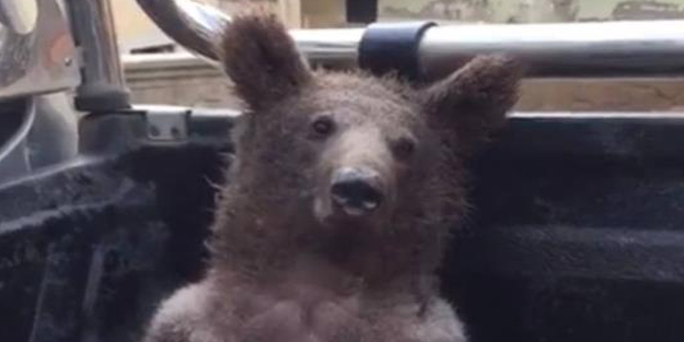 Sosyal medyada gündem oldu! Balı fazla kaçıran ayı işte böyle kendinden geçti