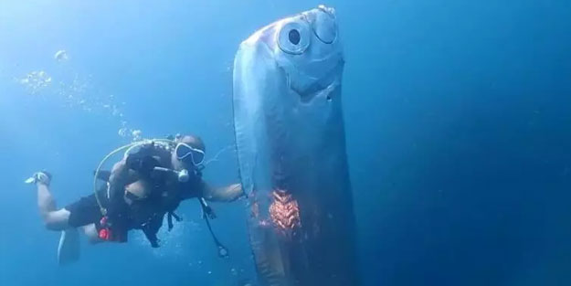 Sosyal medyada gündem oldu! Deprem habercisi olduğu iddia ediliyor