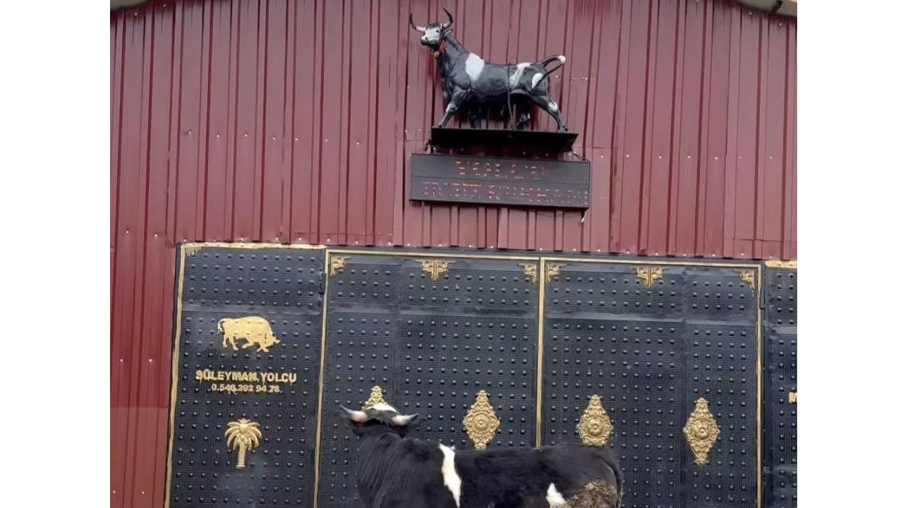 Sosyal medyada viral olan görüntüler! Heykel yapma CHP tosunlar ürküyor