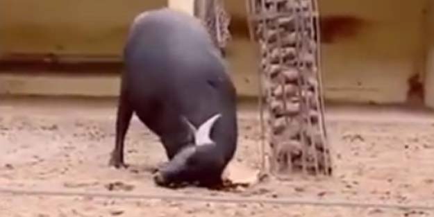 Sosyal medyada viral olan video! Ters dönen kaplumbağaya boynuzlarıyla yardım etti