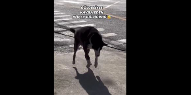 Sosyal medyada viral oldu! Gölgesiyle kavga eden köpeğin güldüren anları