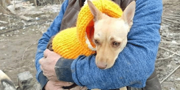 Sosyal medyada yayılıyor! Bu köpeği bulana 100 bin TL