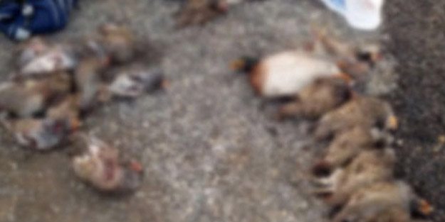 Sosyal medyadan paylaştı! Kaçak avcıya ceza