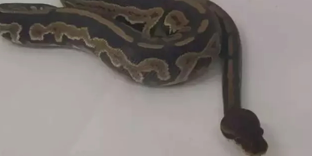 Sosyal medyadan piton satmaya çalıştı!