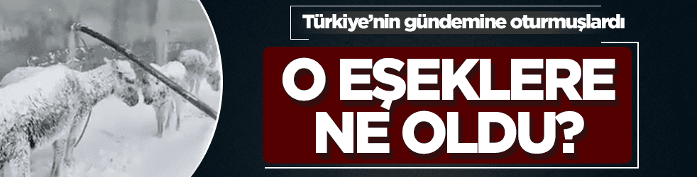 Sosyal medyanın gündemine oturmuştu! O eşeklere ne oldu?