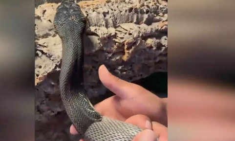 Sosyal medyayı hayrete düşüren görüntü! Yılanı elleriyle tutup çekti, sonrasında bakın ne oldu