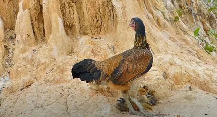 Sosyal medyayı sallayan anlar! Dişi tavuğun inanılmaz mücadelesi