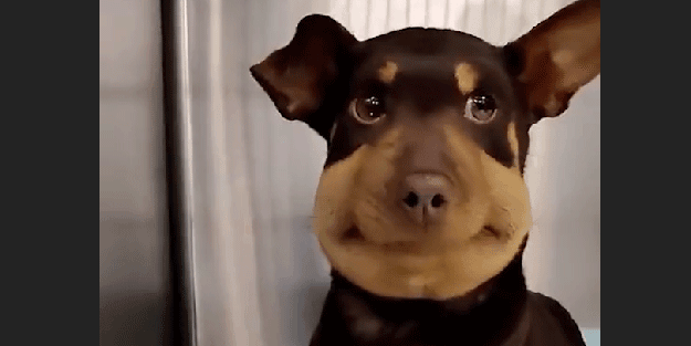 Sosyal medyayı sallayan köpek