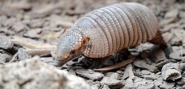 Soyları tükenen Armadilloların 'atası'bulundu!