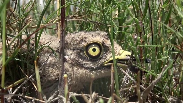 Soyu tehlike altında! O ilimizde görüntü