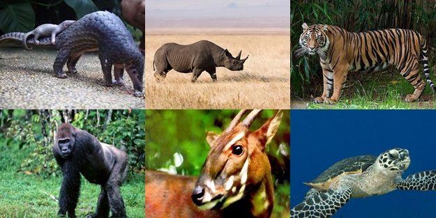 Soyu tükenmek üzere olan 17 önemli hayvan