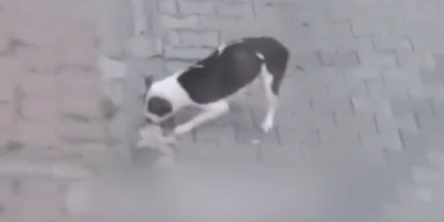 Sözde hayvan hakları savunucuları nerede? Bu kaçıncı olay! Anne kediyi Pitbull köpeklerine parçalattı