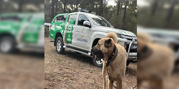 Sözde hayvanseverler neredesiniz?
