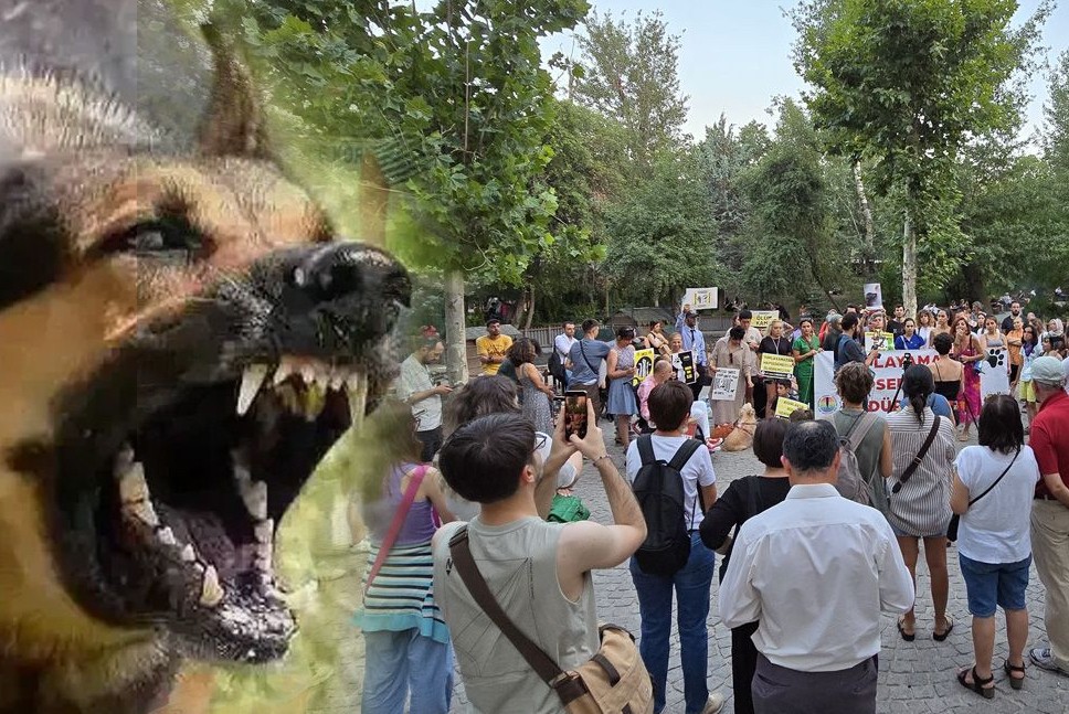 Sözde hayvanseverlerden büyük vurgun! Paralar, evler, arabalar… Hepsi tek tek ortaya çıktı