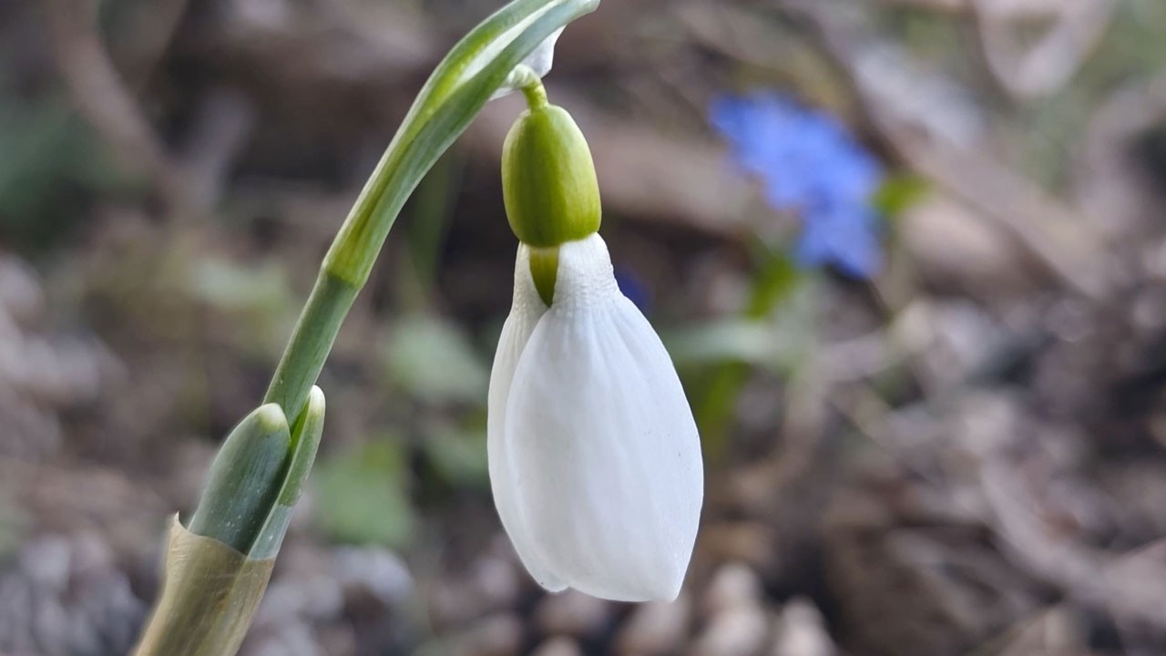 Spil Dağı’nda kardelenler 2.kez açtı! Koparmanın cezası tam 699 bin TL