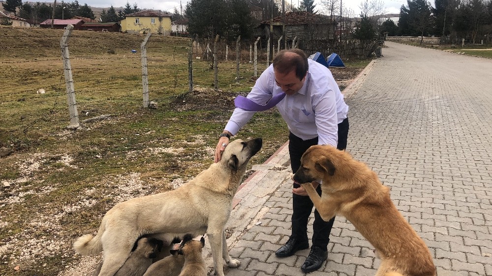 Spor İl Müdürü, sevgi gösteren sokak hayvanlarına duyarsız kalmadı 