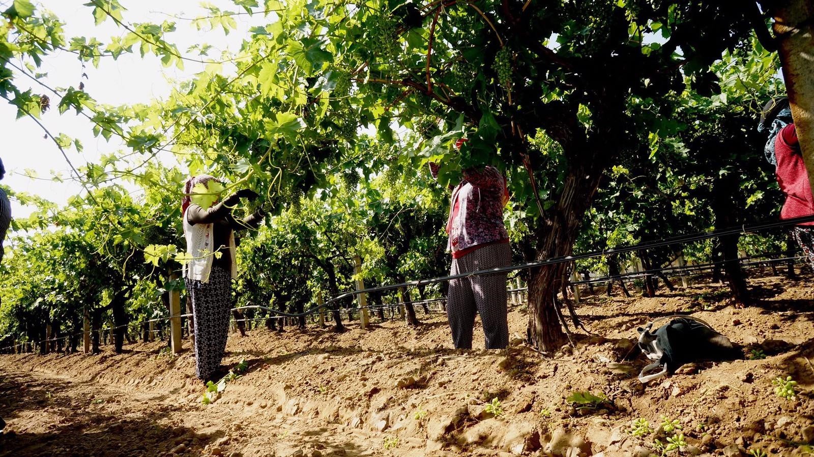 Standart salkım için Sarıgöl’de yoğun çalışma